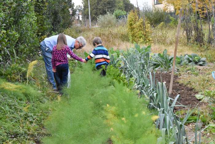 Autumn sowing vegetables, a day in the field